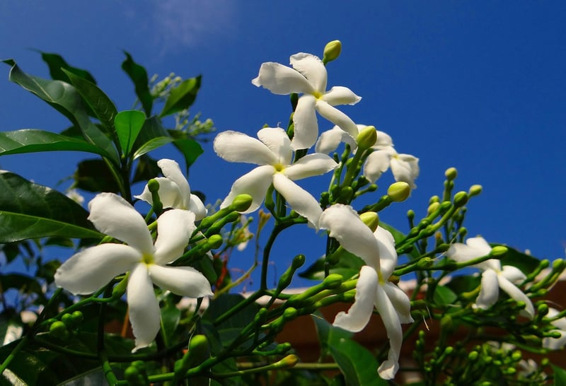 Moonbeam Elegance